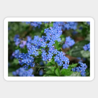 Forget-me-nots (Myosotis) Sticker